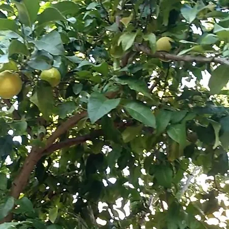 Vila Flora Susak Esterno foto